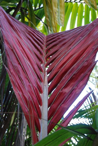 Chambeyronia Chambeyronia The Red Leaf Palm Known As The Flame Thrower Palm