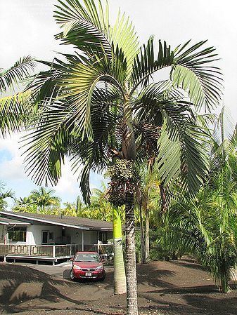 Chambeyronia macrocarpa Chambeyronia macrocarpa var 39hookeri39 Palmpedia Palm Grower39s Guide