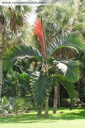 Chambeyronia macrocarpa Chambeyronia The Red Leaf Palm Known As The Flame Thrower Palm