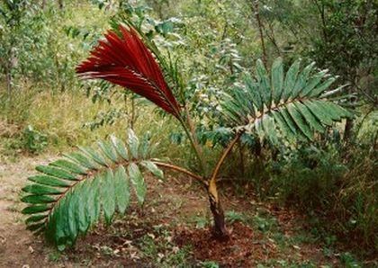 Chambeyronia macrocarpa Chambeyronia macrocarpa Palmpedia Palm Grower39s Guide