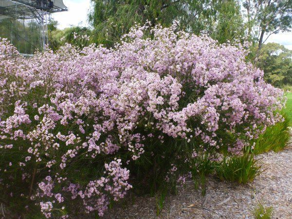 Chamelaucium uncinatum Chamelaucium uncinatum Geraldton Wax Australian shrub Shrubs