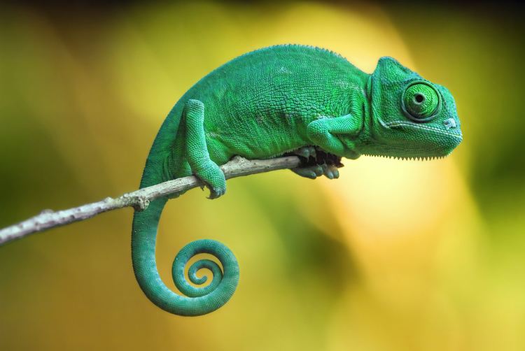Chameleon Chameleons Facts Pictures Behaviour Habitat Lifestyle