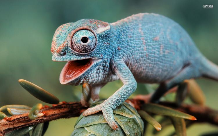 Chameleon The meaning and symbolism of the word Chameleon