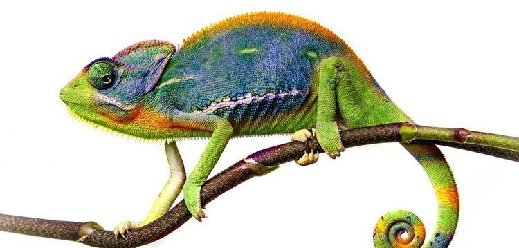 Chameleon Oxford mathematicians reveal secrets of chameleon39s 39extreme39 tongue