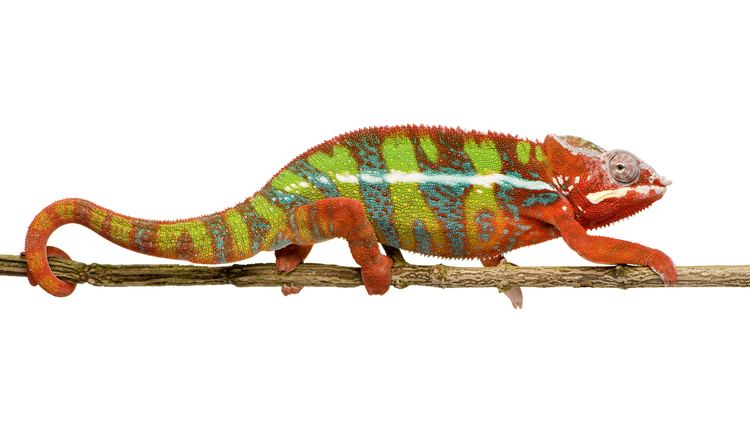 Chameleon Chameleon Animal Profile