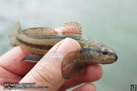 Chameleon goby Species Fishing Blog Triple Goby and a Pinky at the Warmies