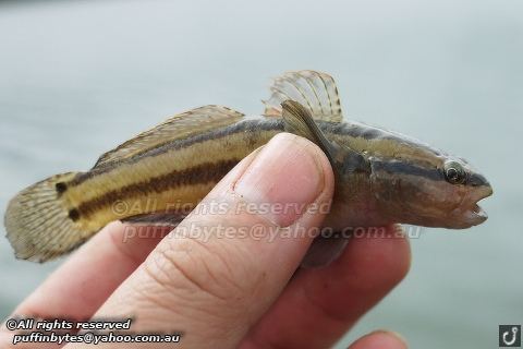 Chameleon goby Species Fishing Blog Triple Goby and a Pinky at the Warmies