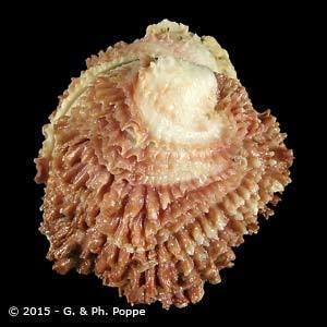 Chamidae CHAMIDAE Shells For Sale Conchology Inc