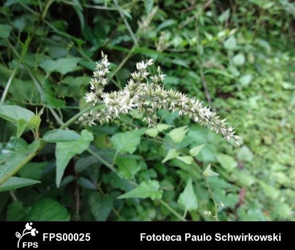 Chamissoa Chamissoa acuminata Mofungorabudo FloraSBS