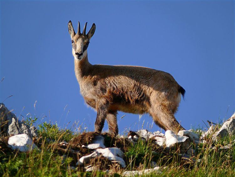 Chamois Chamois Facts History Useful Information and Amazing Pictures