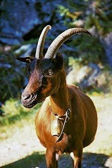 Chamois Coloured goat httpsuploadwikimediaorgwikipediacommonsthu