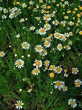 Chamomile httpsuploadwikimediaorgwikipediacommonsthu