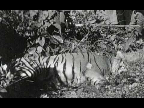 Champawat Tiger httpsiytimgcomvisI68qpQ2CtYhqdefaultjpg