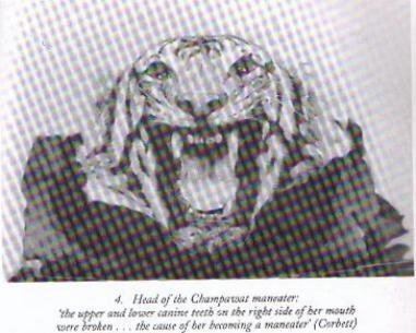 Champawat Tiger The Gun Geek View topic LtCol Edward James Corbett 18751955