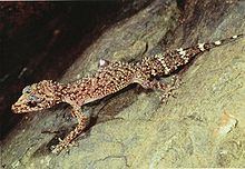 Champion's leaf-tailed gecko httpsuploadwikimediaorgwikipediacommonsthu