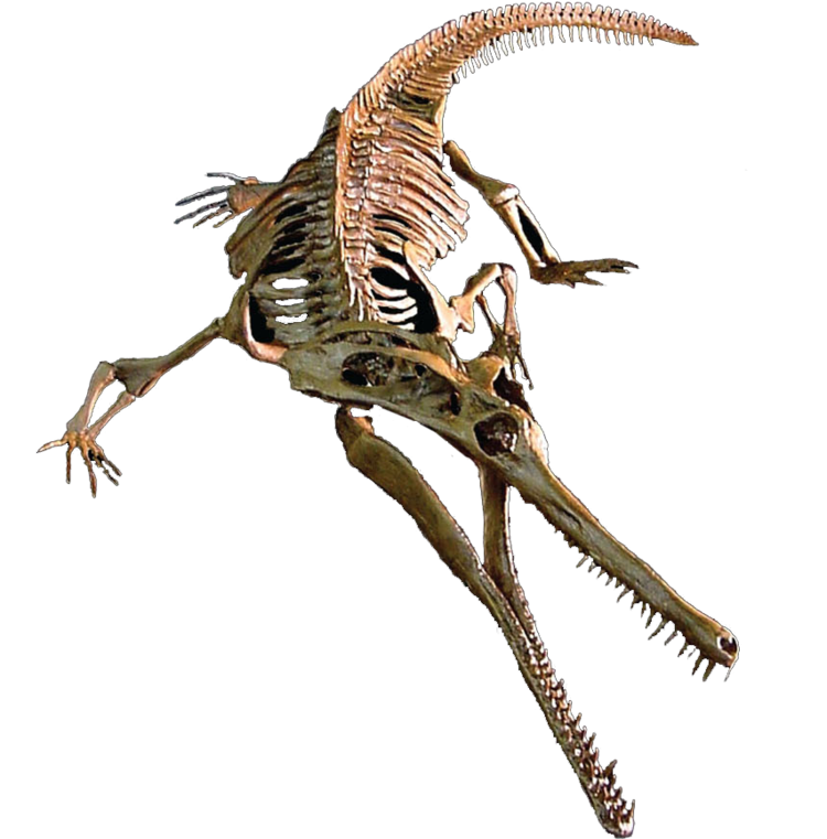 Champsosaurus dinosaursanctuarycomimagesChampsosaurusCleanpng