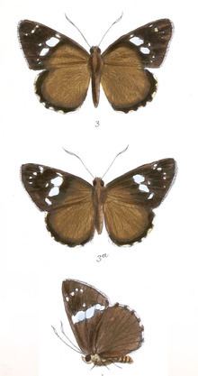 Chamunda (butterfly) httpsuploadwikimediaorgwikipediacommonsthu
