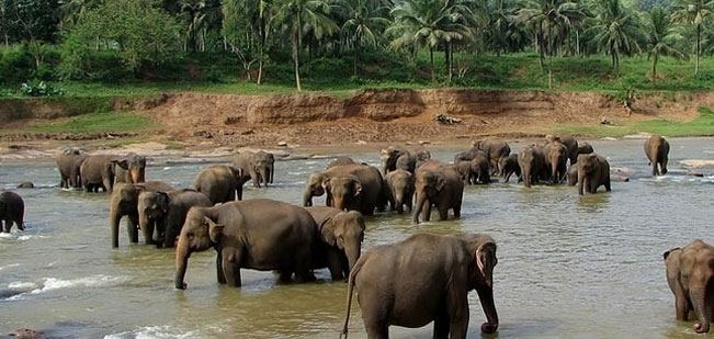 Chandaka Elephant Sanctuary httpswwwindianholidaycompictureswildlifepa