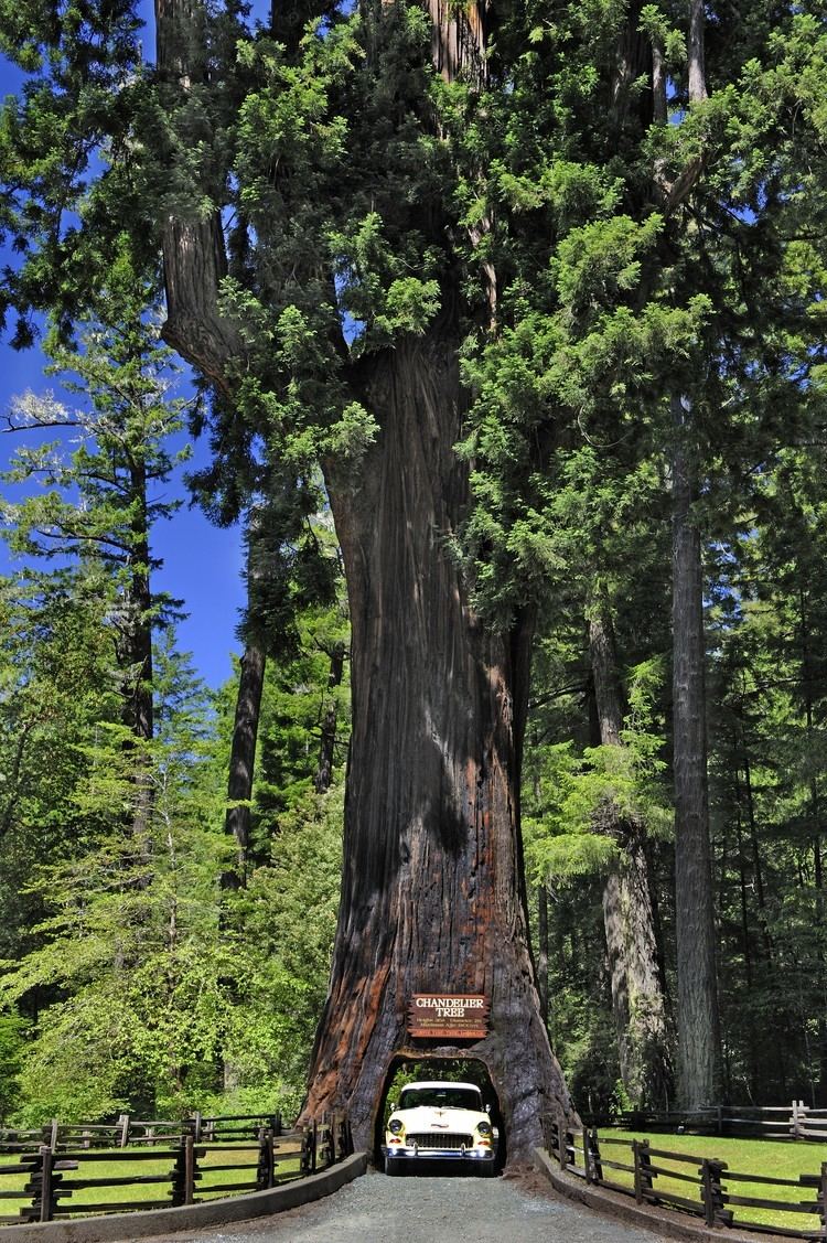 Chandelier Tree California Redwoods Places to visit in the Redwood Empire include