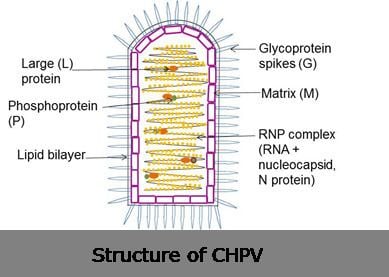 Chandipura virus Emily Stock