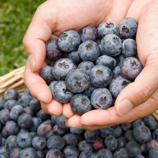 Chandler blueberry Blueberry Bush 39Chandler39 Pomona Fruits Buy Fruit Trees Soft