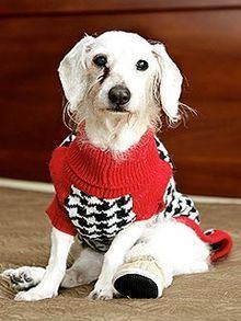 Chanel (dog) httpsuploadwikimediaorgwikipediaenthumb2