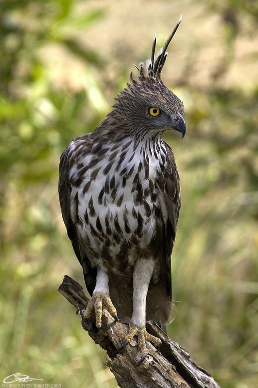 Changeable hawk-eagle hawks and eagles Changeable Hawk Eagle Nisaetus limnaeetus Java