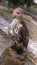 Changeable hawk-eagle httpsuploadwikimediaorgwikipediacommonsthu