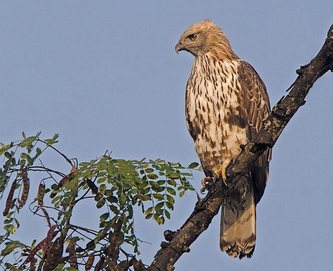 Changeable hawk-eagle Oriental Bird Club Image Database Changeable Hawk Eagle Nisaetus