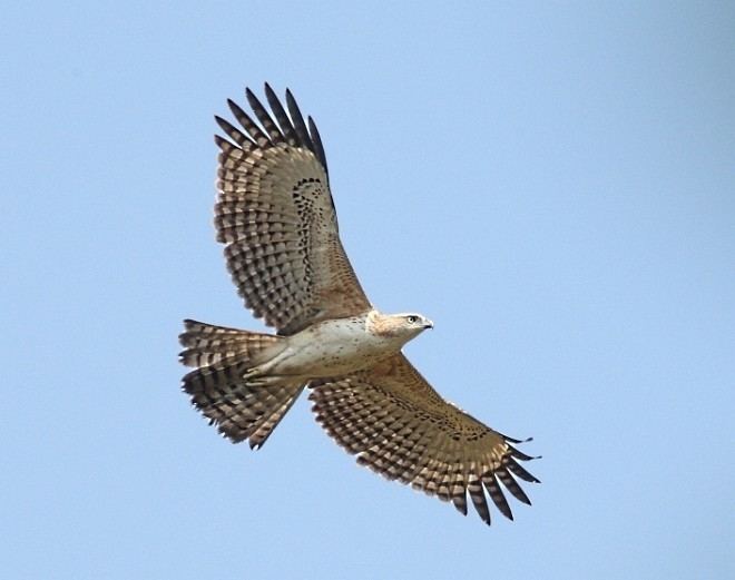 Changeable hawk-eagle Oriental Bird Club Image Database Changeable Hawk Eagle Nisaetus