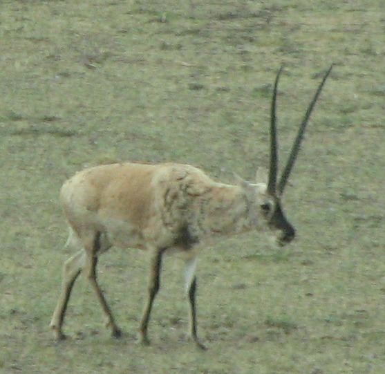 Changtang Nature Reserve