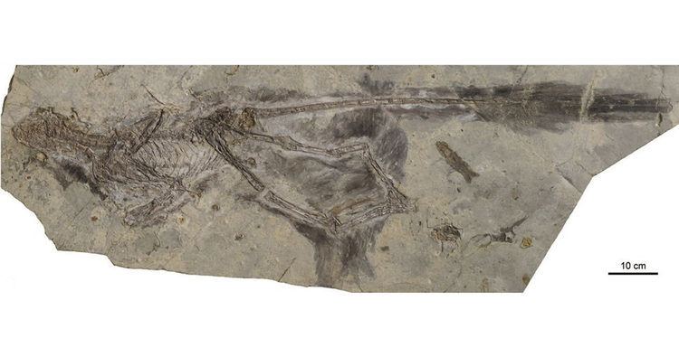 Changyuraptor Changyuraptor yangi New Feathered Dinosaur Discovered in China