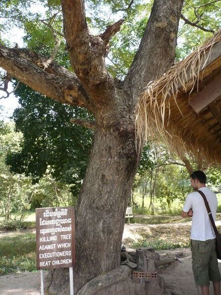 Chankiri Tree Chankiri Tree Photo