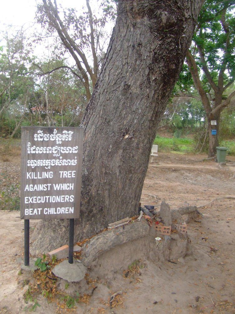 Chankiri Tree Chankiri Tree Killing tree marijuanaenthusiasts