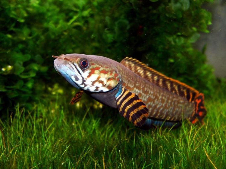 Channa bleheri Channa bleheri native of the Indian rainbow snakehead f Luiz