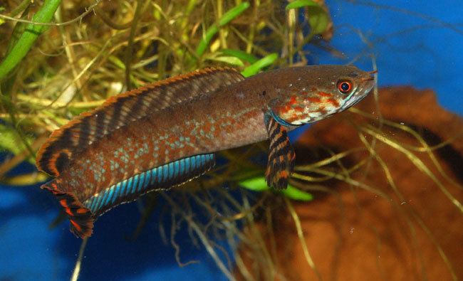 Channa bleheri Channa bleheri Rainbow snakehead Seriously Fish