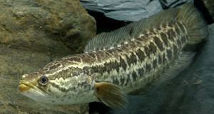 Channa marulius Cobra Snakehead Channa Marulius Tropical Fish Site