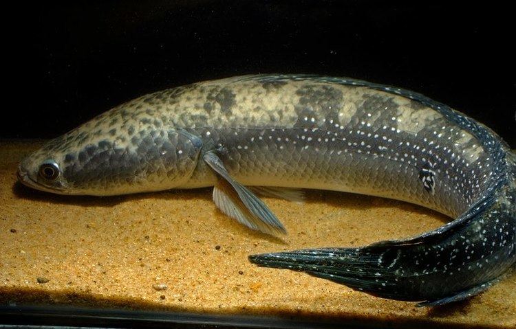 Channa marulius Channa marulius Bullseye Snakehead Ophicephalus marulius