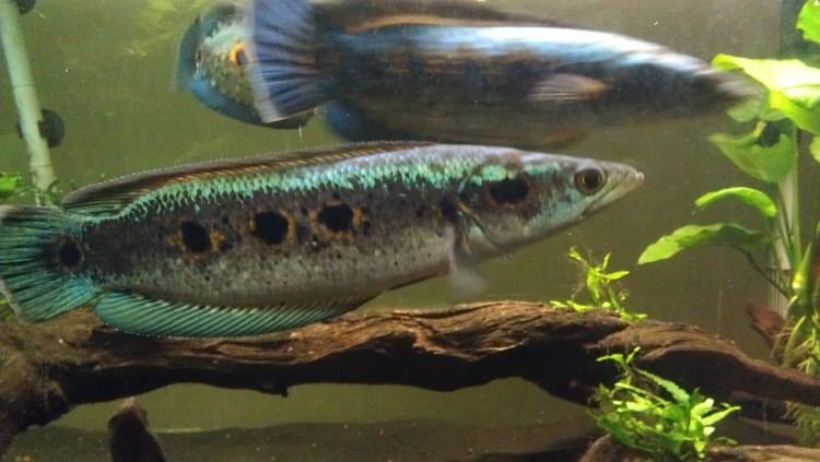 Channa pleurophthalma Channa Pleurophthalma MonsterFishKeeperscom