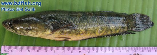 Channa punctata Spotted snakehead Channa punctata Bloch 1793 BdFISH Feature