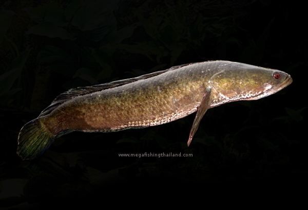 Channa striata Striped Snakehead Channa striata MegaFishingThailand