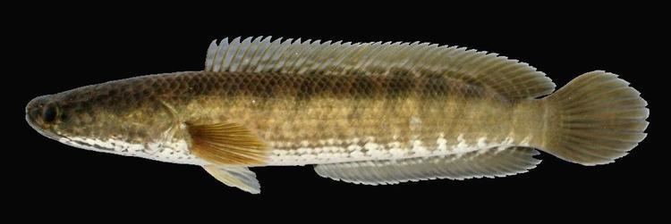 A Snakehead murrel Channa striata with its dark brown color and faint black bands visible across its entire body.