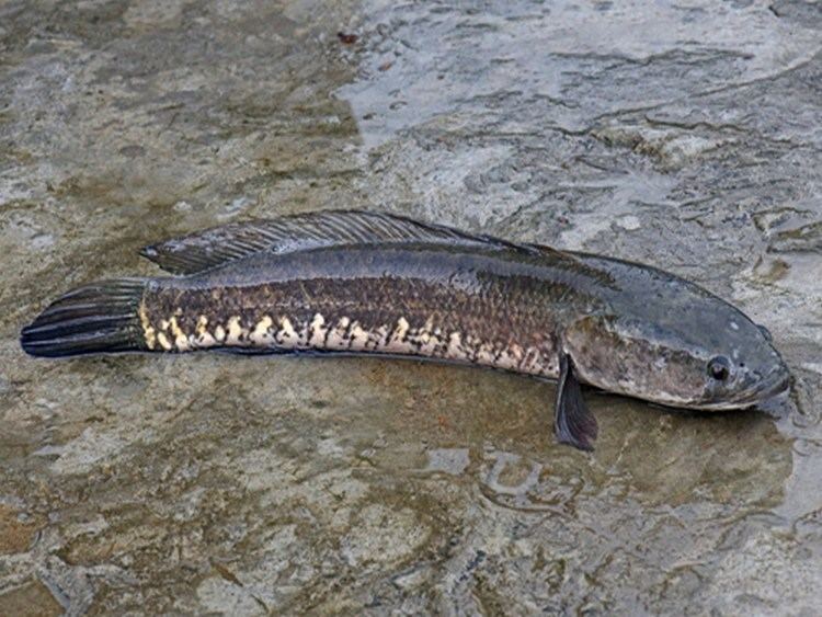 A Snakehead murrel Channa striata out of the water with darker brown scales and faint black bands visible across its entire body.