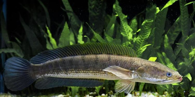 A Channa striata, also known as a snakehead fish, inside an aquarium.