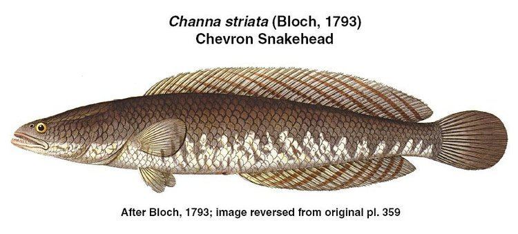 In illustration of a Channa striata.