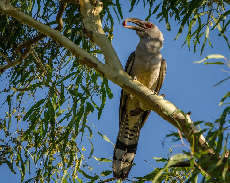 Channel-billed cuckoo Channelbilled cuckoo New Zealand Birds Online