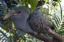 Channel-billed cuckoo httpsuploadwikimediaorgwikipediacommonsthu