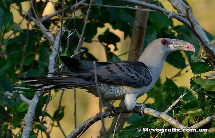 Channel-billed cuckoo Channelbilled Cuckoo Scythropsnovaehollandiae Stevografix