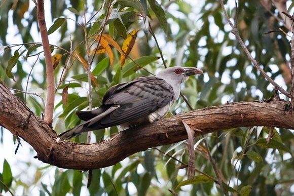 Channel-billed cuckoo Channelbilled Cuckoo BirdLife Australia