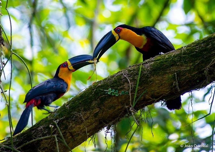 Channel-billed toucan The ChannelBilled Toucan The World39s Most Beautiful Birds